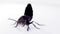 Devil's coach horse beetle, Ocypus olens, in Ireland