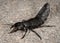 Devil`s coach horse beetle on a stone underground