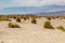 Devil`s Cornfield, Death Valley