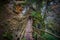 Devil`s eco-path in Rhodopes mountains, Bulgaria