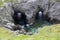 Devil`s Eye at Dungeon Provincial Park. Sea cave formation in Newfoundland, Canada