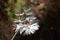 devil's feather or dandelion flower in state of perennial petals in backlight and black background