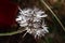 devil's feather or dandelion flower in state of perennial petals in backlight and black background