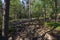 Devil`s field in a forest in Finland