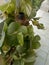 Devil& x27;s ivy & x28;Epipremnum aureum& x29; Leaves