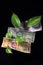 Devil`s ivy Epipremnum aureum or Money plant leaf with 200, 500, 2000 rupee currency note over black background.