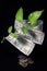 Devil`s ivy Epipremnum aureum or Money plant leaf with 500 rupees currency note over black background.