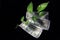 Devil`s ivy Epipremnum aureum or Money plant leaf with 500 rupees currency note over black background.