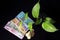 Devil`s ivy Epipremnum aureum or Money plant leaf with Indian rupee currency notes over black background.