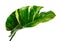 Devil`s ivy, Golden pothos, Epipremnum aureum, Heart shaped leaves vine with large leaves isolated on white background