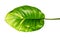 Devil`s ivy, Golden pothos, Epipremnum aureum, Heart shaped leaves vine with large leaves isolated on white background