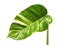 Devil`s ivy, Golden pothos, Epipremnum aureum, Heart shaped leaves vine with large leaves isolated on white background, with clipp