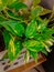 Devil\'s ivy Plant with Green and Yellow combination look\'s Nice