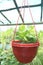 Devil's ivy tree on hanging pot in farm