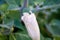 Devil\'s Trumpet, Datura flower, Moonflower, Datura metel, Angel Trumpet, Thorn-apple in the garden, close up