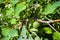 Devil\'s Trumpet, Datura metel, in the garden, close up.