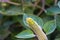 Devil\'s Trumpet, Datura metel, in the garden, close up.