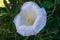 Devil`s Trumpet, Datura metel, in the garden, close up.