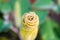 Devil\'s Trumpet, Datura metel, in the garden, close up.