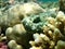 Devil scorpionfish, false stonefish or false scorpionfish (Scorpaenopsis diabolus) undersea, Red Sea