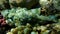 Devil scorpionfish, false stonefish or false scorpionfish (Scorpaenopsis diabolus) undersea, Red Sea