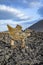 Devil sign by entrance Timanfaya National Park in Lanzarote in Yaiza, Spain. The devil sign was created by Cesar Manrique