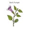 Devil trumpet Datura metel , medicinal plant