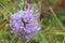 Devils-bit Scabious