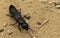 The devils coach-horse beetle