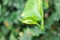 Devils Ivy, Golden Pothos or Hunters Robe or Epipremnum aureum or Araceae