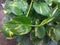 Devils Ivy or Golden Pothos Plant