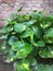 Devils Ivy or Golden Pothos Plant