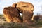 Devils Marbles are huge granite boulders scattered across a wide, shallow valley, 100 kilometers south of Tennant Creek