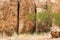 Devils Marbles rockface