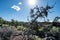 Devils Orchard trail in Craters of the Moon National Monument near Arco, Idaho. Desert sagebrush and volcanic rock surrounded the