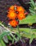 Devils paintbrush Hieracium aurantiacum, close up of the flower head