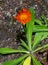 Devils paintbrush Hieracium aurantiacum, close up of the flower head