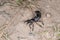 Devilâ€™s coach horse beetle in defensive attitude and defensive position shortly before attack in the Bavarian Forest, Germany Eu