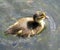 Devine duck with orange and brown beak with soft feather is floating in the river.