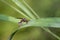 Devious Sand Wasp Drinking Morning Dew