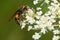 Devious Sand Wasp - Nysson plagiatus