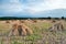 Devon Barley Stooks