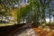 Devon Country Lane in the Autumn