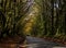 A Devon country road in autumn after rain. England, UK.