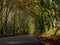 A Devon country road in autumn after rain. England, UK.