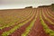 Devon farming on red soil