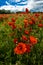 Devon Poppy field in flower
