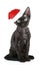 Devon-Rex black cat in christmas cap