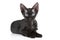 Devon-Rex breed black cat