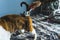 A Devon rex cat being brushed while standing on a bed. Pet concept. Medium shot.